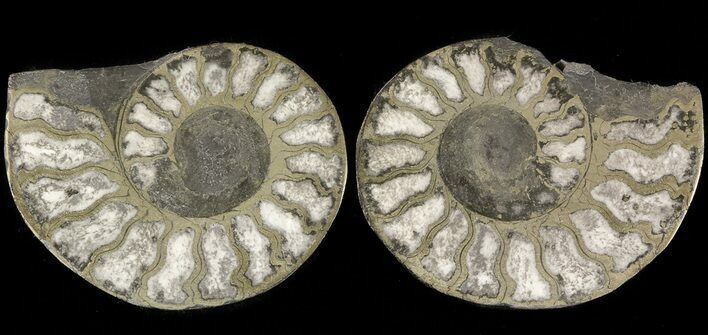 Pyritized Ammonite Fossil Pair #48049